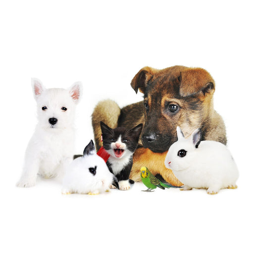 Top 10 Benefits of #PetProducts: Enhancing the #PetHealth of Our Beloved Companions