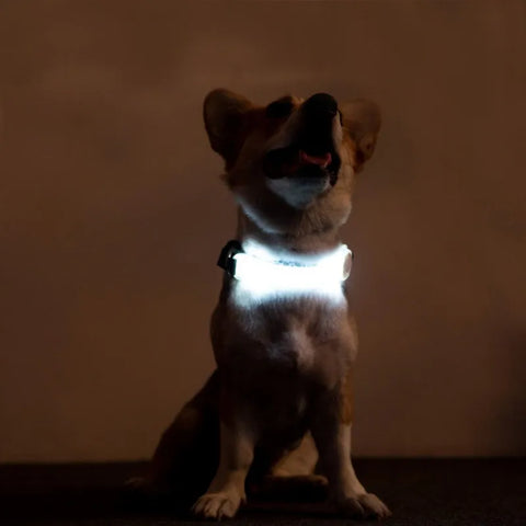 panDaDa Luminous Dog Collar Led Collar Avoid accidents Multifunction Pet Dogs Puppy Accessories For Small Large Dog Supplies