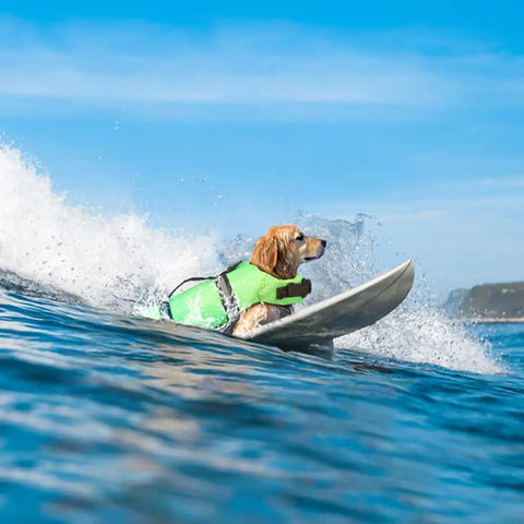 Shine Bright, Swim Safe: High-Visibility Dog Life Jacket with Rescue Handle